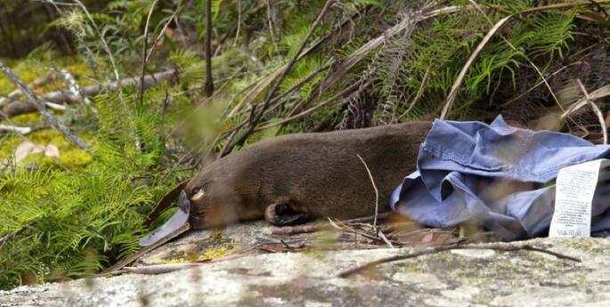 Young Platypus released back to the Blue Mountains